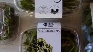 Microgreens Business  Small Seed Microgreens from Start to Finish [upl. by Leia202]