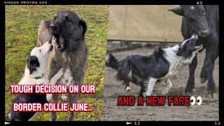 Tough decision on our herding border collie June and a new face on the farm [upl. by Race]