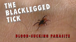 Tiny Ticks Big Troubles Stay Safe From Blacklegged Ticks [upl. by Durtschi]