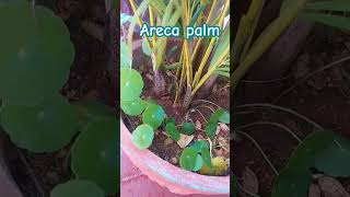 plantsibgardenArecapalmgarden houseplants [upl. by Ivanna]