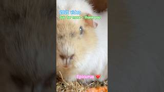 Epicurus shorts fypp followus subscribeformore guineapig originalcontent videoshort foryou [upl. by Noned]