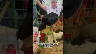 International Gamefowl Expo 2024 [upl. by Naraa8]