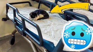 Stray Cats Caught in the Cold Entered the Hospital And Lay on the Stretcher 🥶  Lucky Paws [upl. by Lynda]