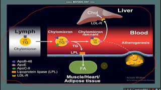 Chylomicron metabolism [upl. by Hajin383]