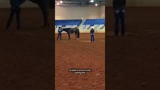 How does showmanship work aqha [upl. by Alric]