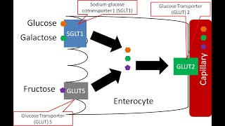 Mechanism of Absorption of Monosaccharides in the Small Intestine [upl. by Eirrot4]