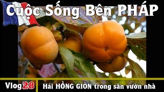 Hái HỒNG GIÒN trong sân vườn  Cuộc Sống Bên PHÁP vlog 28 [upl. by Aney148]