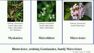 Blomväxter ordning Gentianales familj Måreväxter pavetta psydrax kaffe edulis angiosperms rigida [upl. by Iramo633]