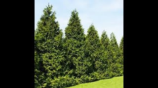 Planting Green Giant Arborvitae Rays Way [upl. by Yellat]