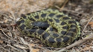 DESERT KINGSNAKE Lampropeltis getula splendida [upl. by Suiravad]