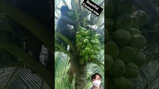 beautiful coconut tree is full of fruit 😱 coconut beautiful tree harvesting agriculture [upl. by Macpherson]