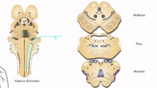 AXON Trigeminothalamic Pathway Pain amp Temperature from Face 7 of 9 [upl. by Doughty]