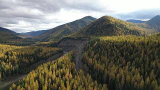 THE YELLOW FORESTS OF WASHINGTON IN FALL [upl. by Steinberg]