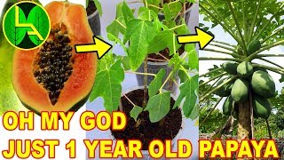 How to grow papaya plant from grocery papaya [upl. by Nwahsir]