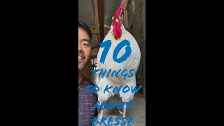 Ten Things You Need to Know About Bresse Chicken [upl. by Meeharb548]