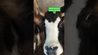 Simenta kırması montofon danamız 🐄✅yusuffdemir keşfet [upl. by Blain461]