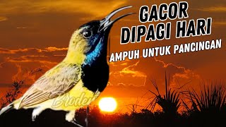 PANCINGAN SOGON GACOR NGLEPER DIPAGI HARI‼️ [upl. by Euphemiah]