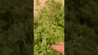 🌿 Chickweed  A Delicious Wild Edible in Your Yard [upl. by Navnod116]