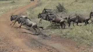 Wildebeest Stampede 1 [upl. by Nek]