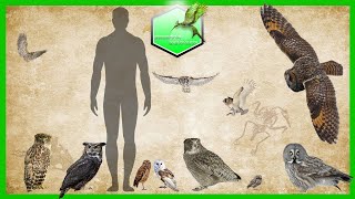 Owl Species Size Comparison LIVING EXTINCT [upl. by Niko]