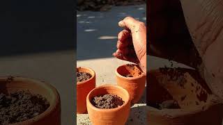 Mother of thousands propagation gardening gardenplants garden [upl. by Rdnaskela]