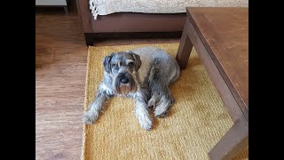 Standard Schnauzer likes the new rug [upl. by Llehsram]