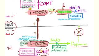 Parkinson’s Pharmacology  Neurology [upl. by Neyugn]