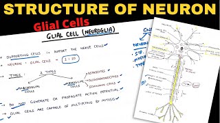 Structure of Neuron 22  Glial Cells  Nerve Muscle Physiology [upl. by Hump]