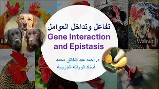 التفاعل والتفوق Gene Interaction and Epistasis [upl. by Marsha835]