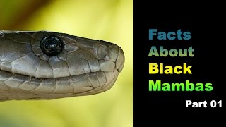 Facts About Black Mambas 01 [upl. by Monika308]