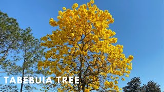 TABEBUIA TREE  YELLOW TRUMPET TREES  BLOOMING YELLOW FLOWERS [upl. by Ttirrej167]