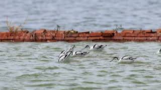 反嘴鴴  Pied Avocet  Recurvirostra avosetta [upl. by Quintilla]