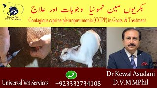 Contagious caprine pleuropneumonia CCPP in Goats amp Treatment goat issues Gaot farming Fever ppr [upl. by Englis959]