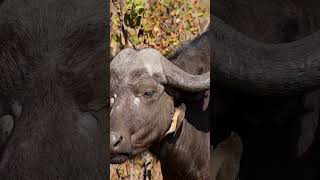 Oxpecker Bird With Buffalo Wincent gaR4i wildlife nature bird [upl. by Irtimed]