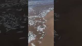 മത്തി ചാകര തളിക്കുളം beach fishes  trending mudbank fishing kerala snehatheeram beachvibes [upl. by Kynthia]