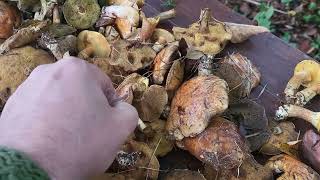 Sulillus luteus and grevillei slippery jack mushroom loved by Poles [upl. by Yanehs697]