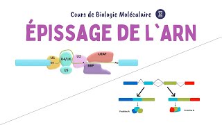 ÉPISSAGE DES GÈNES Maturation de lARN prémessager  Biochimie Facile [upl. by Atcele943]