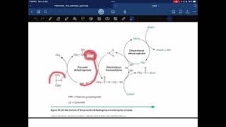 Pyruvate dehydrogenase complex [upl. by Setsero630]