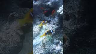 Clownfish with anemone Red sea Hurghada Egypt gopro sea redseadiving fish clownfish diving [upl. by Nahsab]