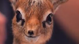 🦌Tiny but Mighty Discover DikDiks Surprising Superpowers✨ cute animal facts nature wildlife [upl. by Novello]