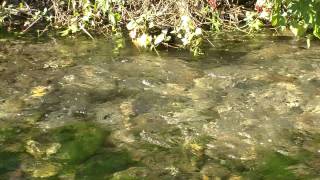 Cutthroat Trout Spawning in Chambers Creek [upl. by Anilorac989]