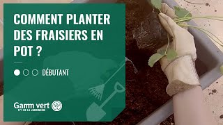 TUTO Comment planter les fraisiers en pot  – Jardinerie Gamm vert [upl. by Anitteb]