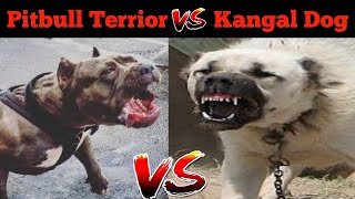 Pitbull VS Kangal Dog Who is the Most powerfull Dog Breed  Kangal vs Pitbull  Dogs Biography [upl. by Balf]