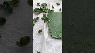 Propagating Mother of Thousands on a paper towel 😁🌱 succulents plantcare [upl. by Ettenad676]