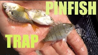 Catching Pinfish With a Baitfish Trap and Sabiki Rig [upl. by Aehtrod765]