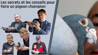 Les secrets et les conseils pour faire un pigeon champion [upl. by Lotta]