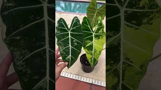 Alocasia Frydek Variegated is now back in stock 🚨Check out my Etsy shop Christina08garden plant [upl. by Doughman]