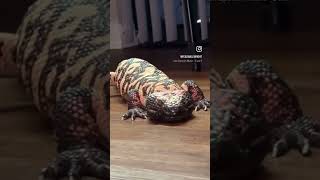 Royce the Gila Monster [upl. by Terra392]