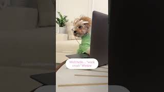 Judging my colleagues part 3 dogsofyoutube asmr cutedogs asmrtyping shorts [upl. by Feeley185]