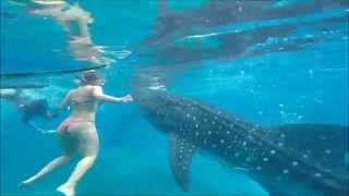 Swimming with Whale Sharks Oslob Cebu Philippines 2014 [upl. by Siugram]